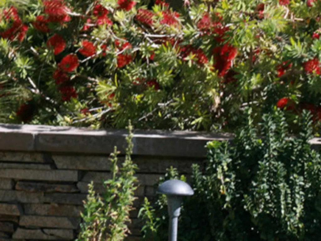 Ledgestone-faced garden wall with a cut stone cap, planted with mature bottlebrush and low hedging.